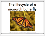 lifecycle_butterfly_thumb